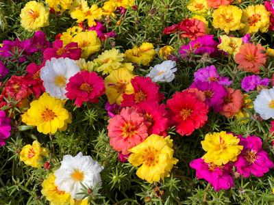 BISWAS Portulaca Mix Flower Seeds, Hybrid Flowering Plants Seed(50 per packet)