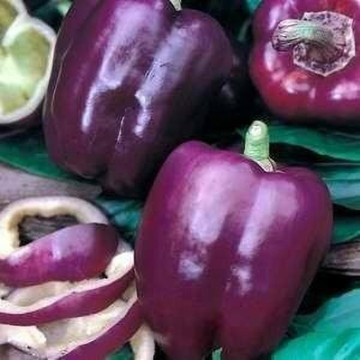 Aywal Purple Color Capsicum, Shimla Mirch Seed(380 per packet)
