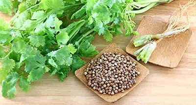 LPR Coriander,KHIRA Seed(100 per packet)