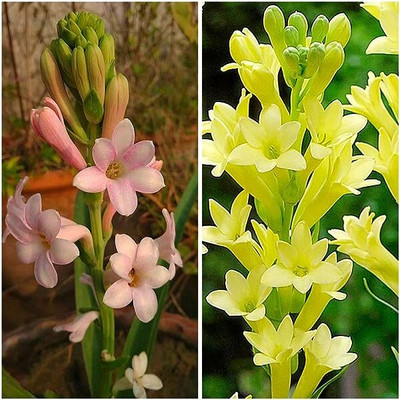 BDSresolve Most fragrance double petel Tuberose flower bulbs seeds Seed(2 per packet)