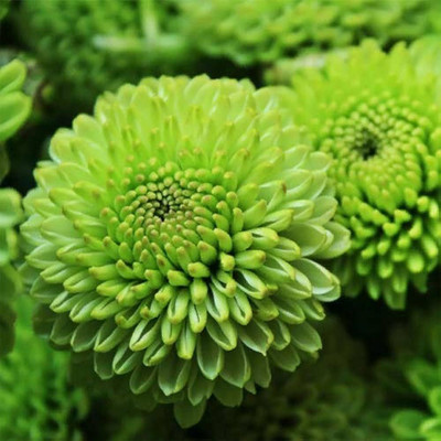 BDSresolve Chrysanthemum flower seeds green PACK OF 32 Seed(32 per packet)