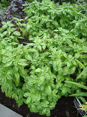 WILLVINE LXI-4 French thin leaf basil Seed(2000 per packet)
