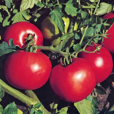Quentova TOMATO-RAJ-11W Seed(200 per packet)