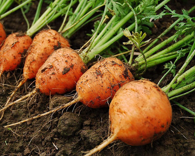CYBEXIS XLL-18 - Round Carrots for Small Spaces - (250 Seeds) Seed(250 per packet)