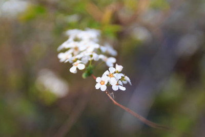 XOLDAA gypsophila flower Seed(200 per packet)