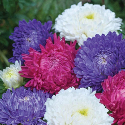 CYBEXIS Aster 'Milady Mixed' Seeds Half-Hardy Annual Garden Seed(50 per packet)