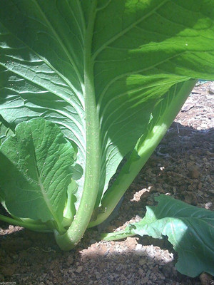 CYBEXIS PAU-96 - Komatsuna Mustard Cold Hearty Heat Tolerant - (750 Seeds) Seed(750 per packet)