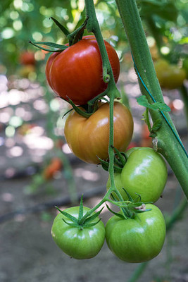 Reelam Natural tomato Seed(65 per packet)