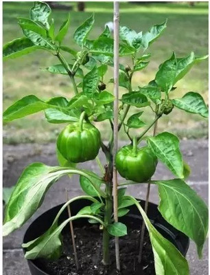 MAA Capsicum Green, Bell Pepper Seed(85 per packet)