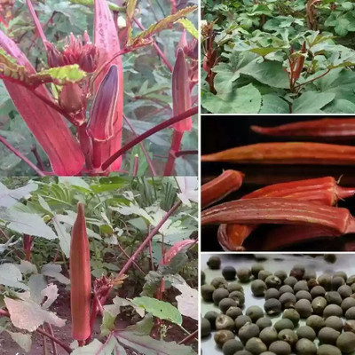 Arshiayat lady finger red okra Seed(10 per packet)