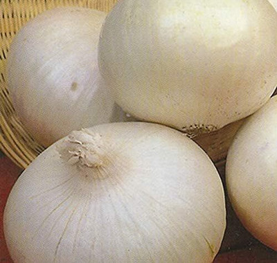 KNESSiN Heat Tolerant White Giant Onion Vegetable Seeds for Garden-(2400 Seeds) Seed(2400 per packet)