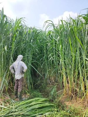 BSARKAR Hybrid sudan grass seed Seed(100 per packet)