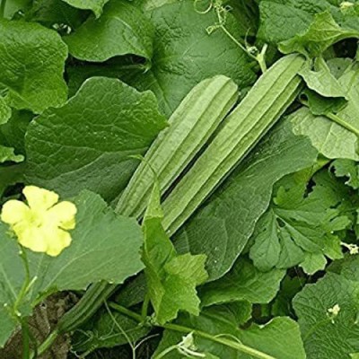 KANAYA Dhari Tori F1 Hybrid Vegetable Seed(120 per packet)