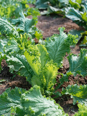 VibeX PUAS-9 - Mustard Southern Giant Curled - (2250 Seeds) Seed(2250 per packet)