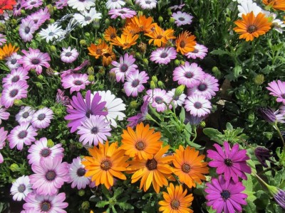 VibeX Dimorphotheca Mixed Color F1 Hybrid Seeds(60 Seeds) Seed(60 per packet)