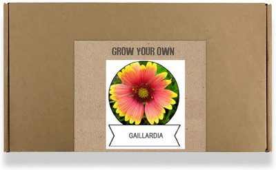 CYBEXIS Gillardia Flower Seeds-50 Seeds Seed(50 per packet)