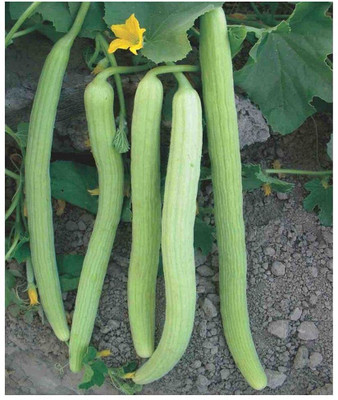 Qualtivate EXL-4AT Desi Kakri Seed,Long Melon Kakdi Seed(200 per packet)