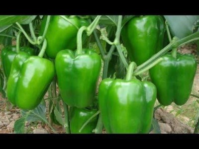 Qualtivate XXX-3A Capsicum | Bell Pepper| Shimla Mirch Green Seed(100 per packet)