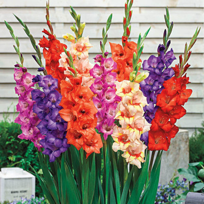 WILLVINE GBPUT-65 Mixed Gladiolus Flower Bulbs Seed(20 per packet)