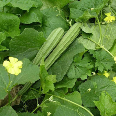 KNESSiN Hybrid Luffa Ridge Gourd Vegetable Seeds For Gardening(250 Seeds) Seed(250 per packet)