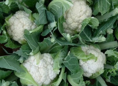 CYBEXIS NBIR-76 - Desi Variety Cauliflower Phool Gobhi - (1350 Seeds) Seed(1350 per packet)