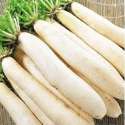 CYBEXIS Good Germination White Radish Seeds2400 Seeds Seed(2400 per packet)