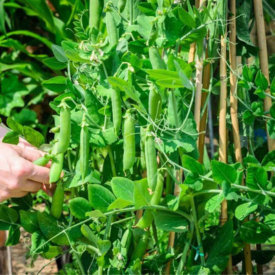 CRGO PEA , MATAR Seed(20 per packet)
