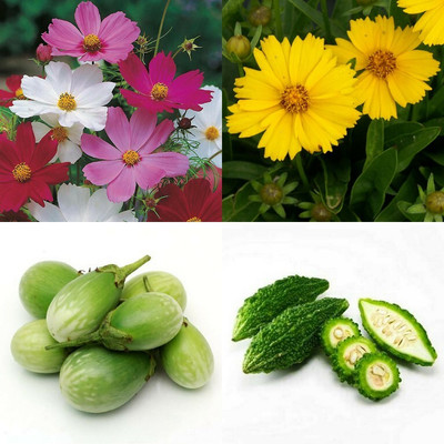 SimXotic Combo of Coreopsis, Cosmos Mixed, Bitter Gourd & Brinjal Green Small (GMO-FREE) Seed(4 per packet)