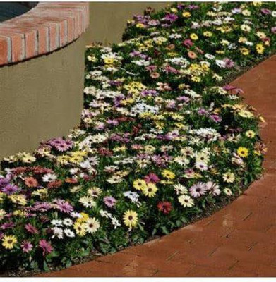 KANAYA Osteospermum White Color Flower Seeds F1 Hybrid Seed(30 per packet)