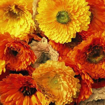 CRGO CALENDULA Seed(10 per packet)