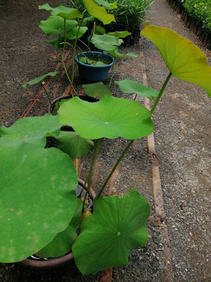 CYBEXIS LX-47 - Gardens Water Bowl Lotus - (30 Seeds) Seed(30 per packet)