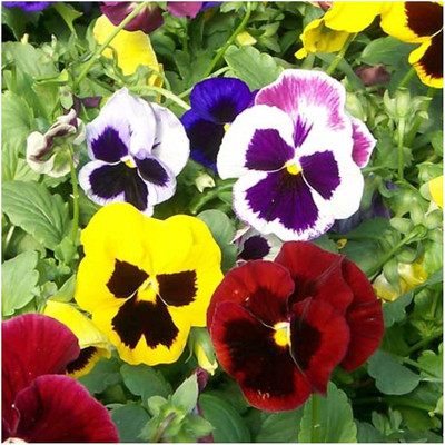 KANAYA Pansy Flower Seed(10 per packet)