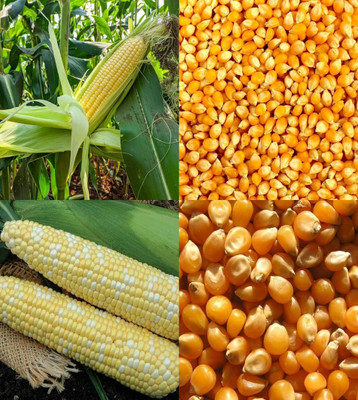 ibains Corn seeds for planting beez 84 Seed(84 per packet)