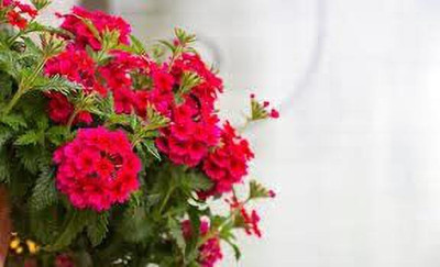 Aywal Verbena- Florist Mixed Seed(60 per packet)
