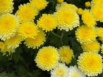 XOLDA Chrysanthemum flower Seed(50 per packet)