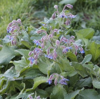 VibeX ® LXI-56 Borage Seeds Seed(100 per packet)