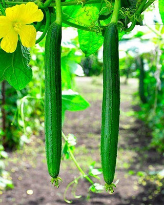 Quentova Sponge Gourd-IACR-5R Seed(100 per packet)