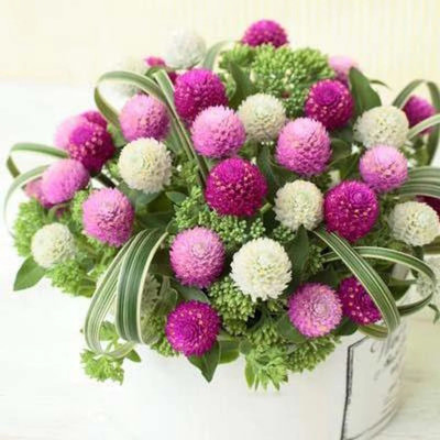 Quentova Gomphrena Globosa Flower Chice Mixed-HQL-4C Seed(60 per packet)