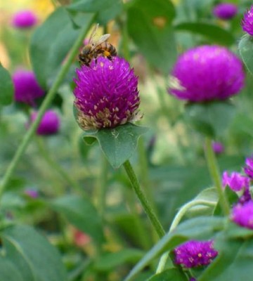 Quentova Globe Amaranth Seeds - Gomphrena globosa-VXL-2I Seed(40 per packet)