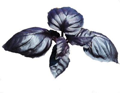 VibeX ® VLR-23 Basil Amethyst Ocimum basilicum Seed(1000 per packet)