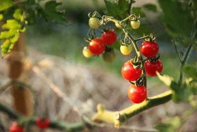 SIDDHI AGENCIES tomato Seed(75 per packet)