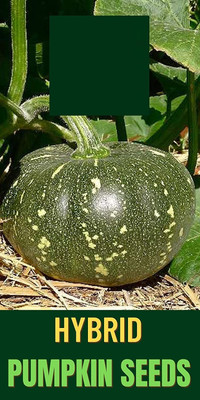 Qualtivate ICRA-2A PUMPKIN/KADDU/SEETAFAL SEEDS Seed(50 per packet)