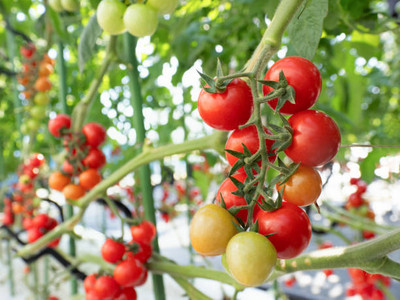 Mahak Stors tomato Seed(30 per packet)