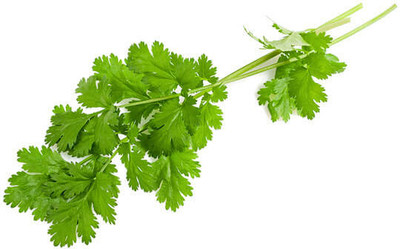 CEZIUS High Germination Cilantro (Coriander)-b7N Seed(190 per packet)