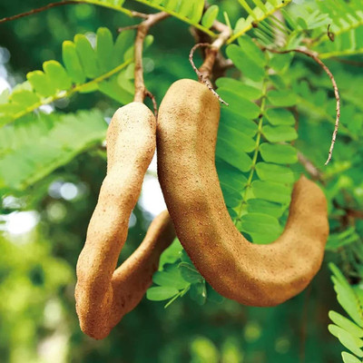CYBEXIS Tamarind Seeds Seed(100 per packet)