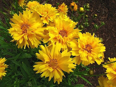 Aro Coreposis Seed(10 per packet)
