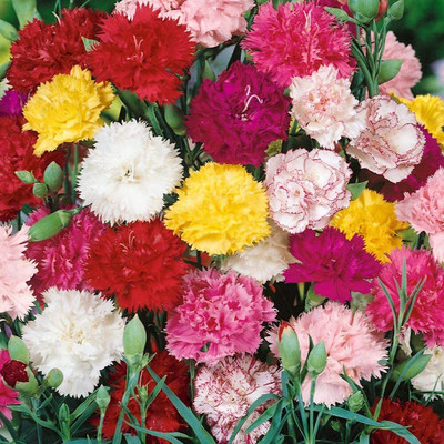 Lorvox Carnation - Giant Double Chabaud Mix Seed(20 per packet)