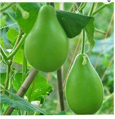 UGRA Bangladeshi Bottle Gourd Seed(50 per packet)