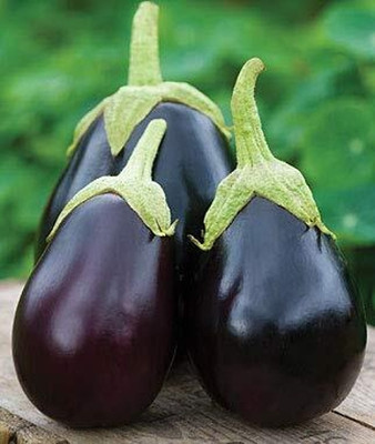 Qualtivate PUA-4A Brinjal Big Gajraj / Eggplant Seeds Seed(300 per packet)