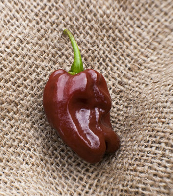 KNESSiN Jamaican Hot Habanero Pepper Seeds for Home Gardening-(1200 Seeds) Seed(1200 per packet)